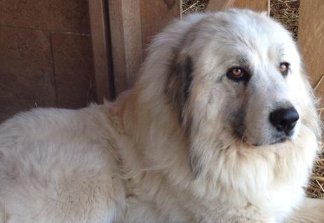 Great Pyrenees puppies ~ Wells' Providence AKC Registered Livestock Guardian Dogs and puppies