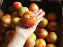 Bán mận khủng long Mỹ