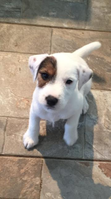 Parson S Jack Russell Terrier Long And Short Leg