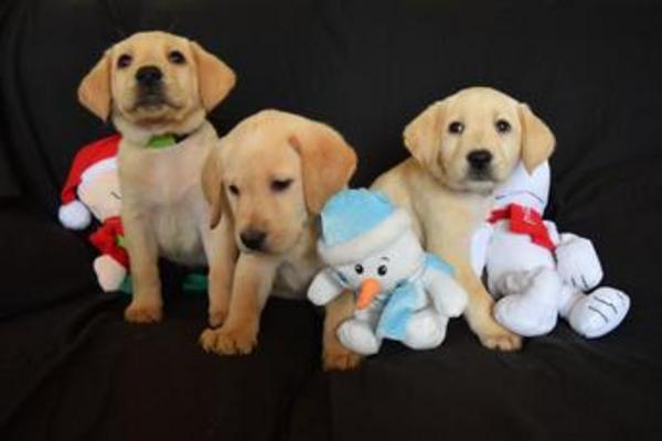 black labs for sale