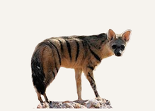 Hunting Aardwolf Namibia