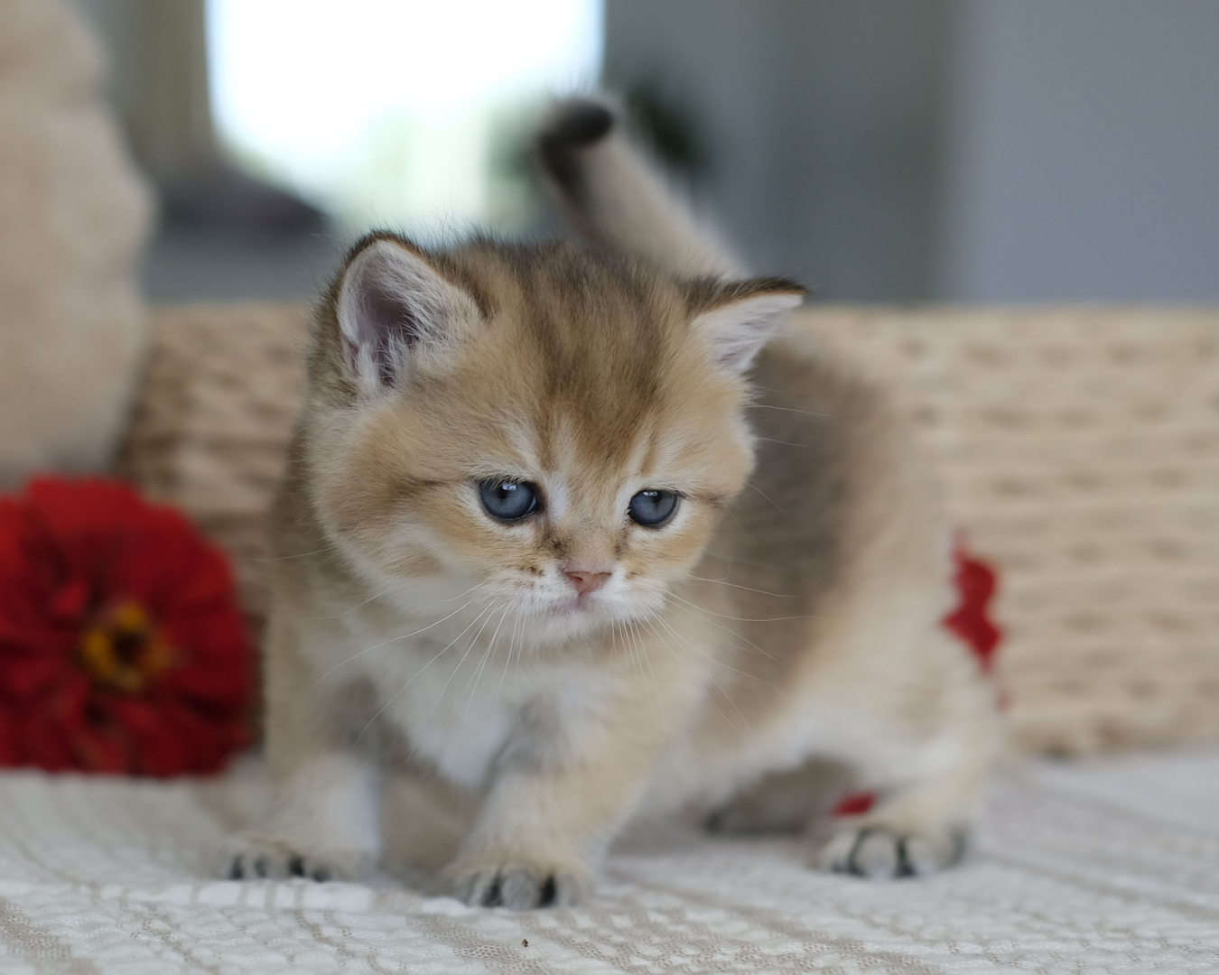 SILVERTALES CATTERY - British Shorthair, British Kitten