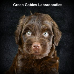 Australian Labradoodle Breeders Green Gables Labradoodles