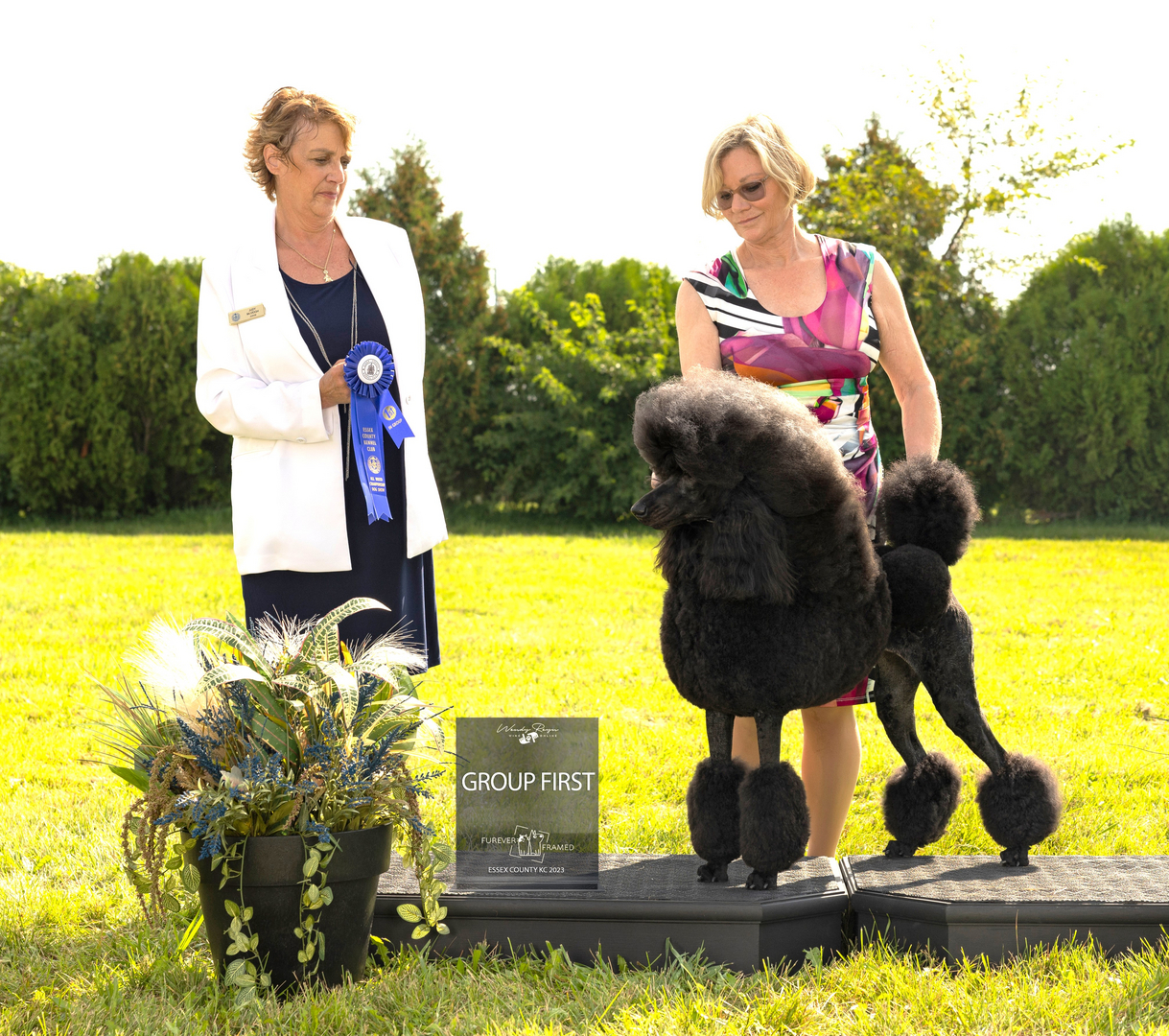 Brienwood standard hot sale poodles