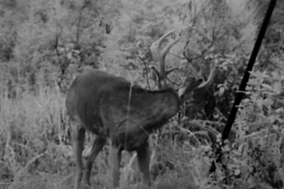 Kentucky trophy deer