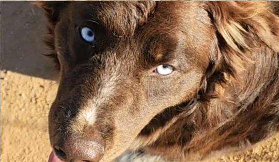 Blue eyes Australian Shepherd