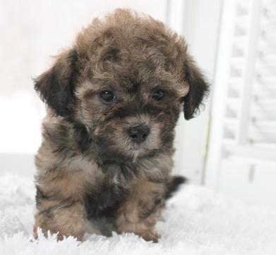 Daisy dog puppies clearance for sale teddy bears