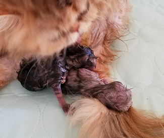 new born persian cats