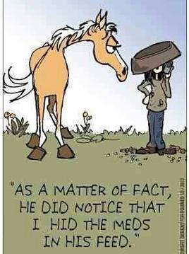 Cartoon, horse dumping his feed on owners head, caption reads As a matter of fact he did notice that i hid the meds in his feed