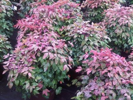 Blush Nandina