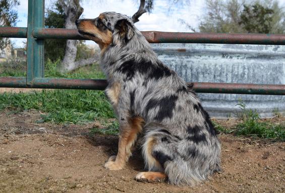 Best dogs for hiking