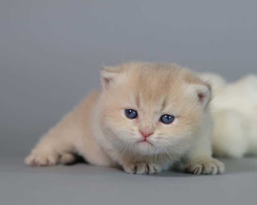 British Shorthair Longhair Cats Kittens