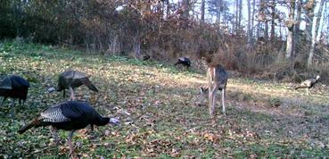 Kentucky turkey season