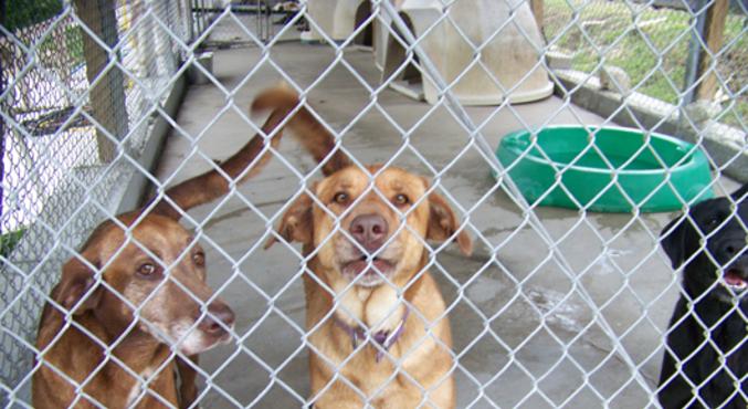 animal control center baton rouge