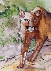 Cougar