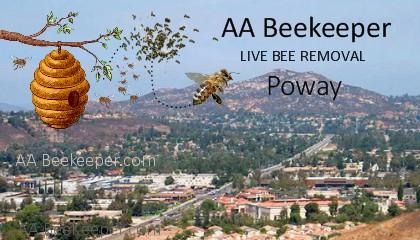 Poway Bee Removal
