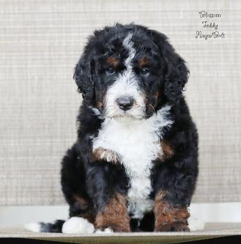 Bernedoodle Puppies Available