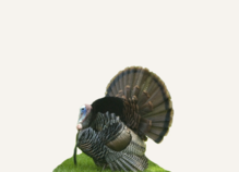 Hunting Turkey New Hampshire