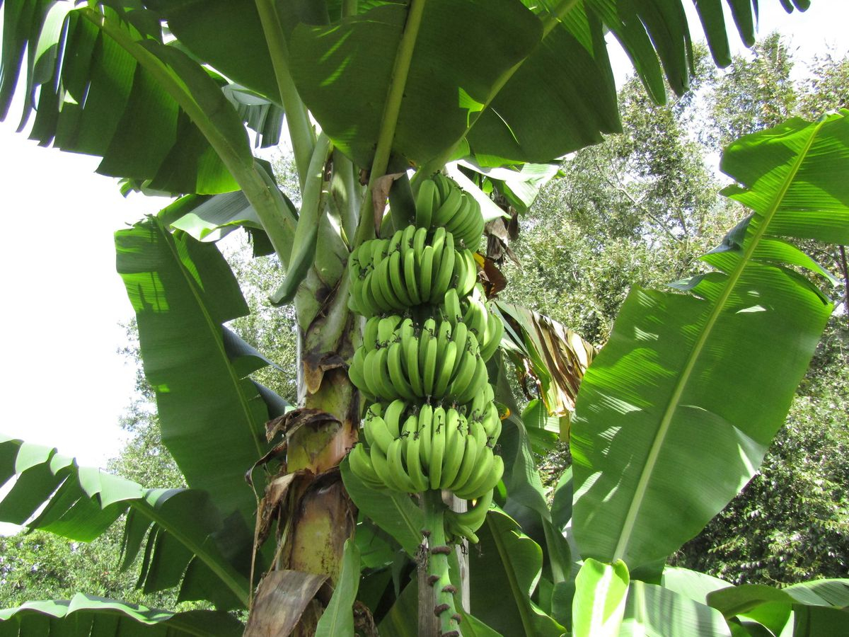 green banana tree