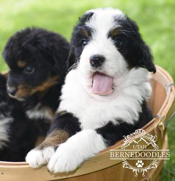 Cute bernedoodle sale