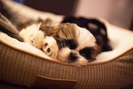 At Sweetwater, all of our Shih Tzu are certified for their eyes (OFA), kidneys, teeth, heart, liver and thyroid.