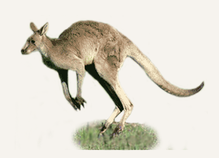 Hunting Kangaroo Australia