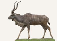 Hunting Kudu Botswana