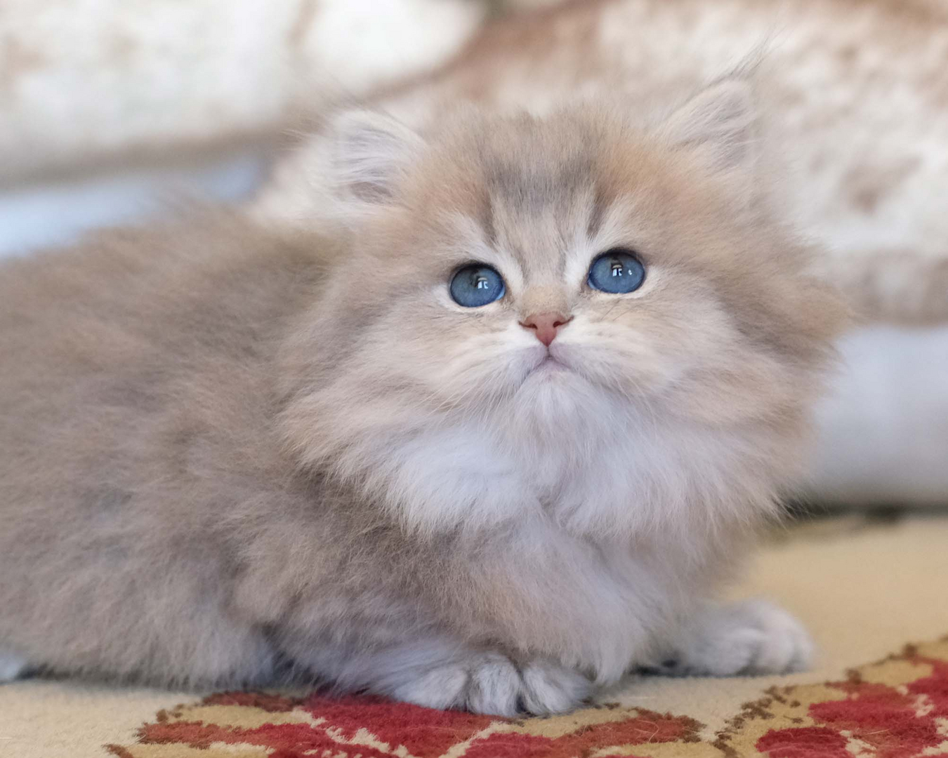 British Shorthair Longhair Cats Kittens