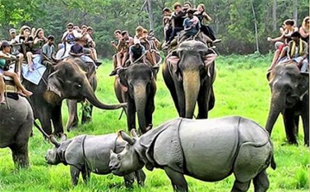 Kaziranga National Park Tour Packages Tourism Trip Best Holidays