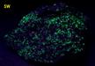 fluorescing WILLEMITE - ZCA #4 Mine (St. Joe Mine), Balmat, Balmat-Edwards Zinc District, St. Lawrence County, New York, USA - ex S. M. Cantiello - for sale