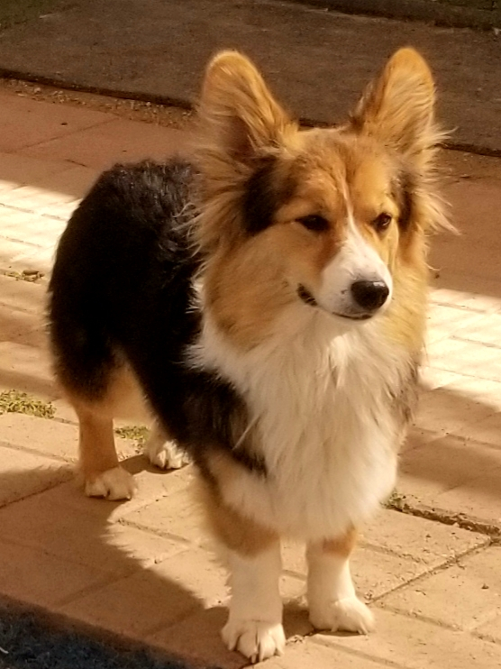 Long hot sale coat corgi