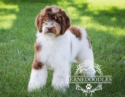 TricolorAustralianLabradoodle