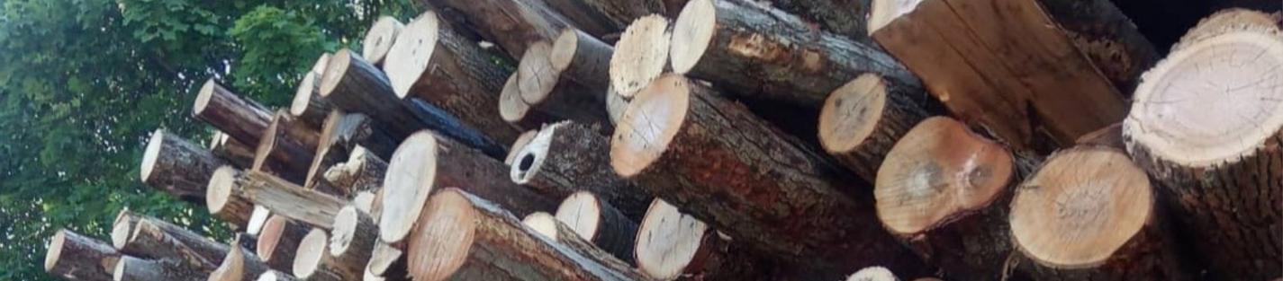 Unprocessed wood logs stacked on top of each other in a pile