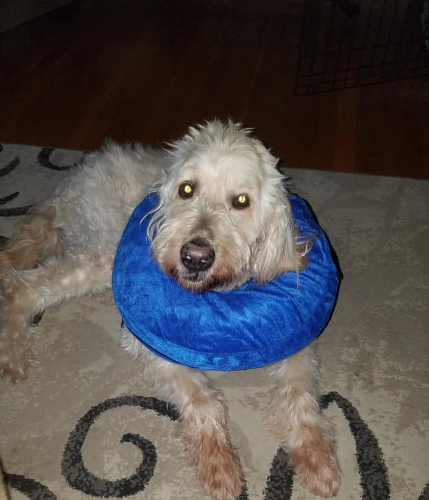 Neck pillow for dogs with megaesophagus best sale