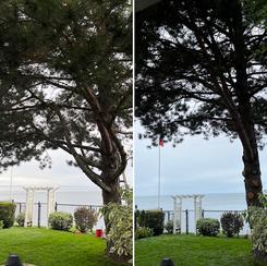 B&A Grimsby tree trimming removal local tree expert