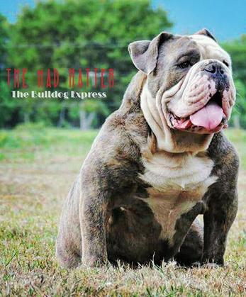 Blue brindle hot sale english bulldog