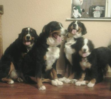 Bernedoodles and Berneses at Utahbernedoodles