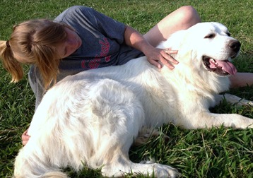 Pyrenean mountain dog store breeders