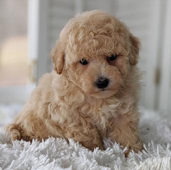 red poochon puppy