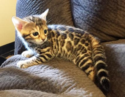 : Domestic Brown Rosetted Bengal Cat - Bengal Dad - Cats