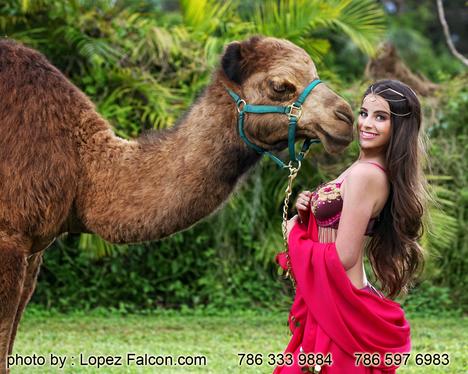 CAMELS QUINCEANERA WITH CAMEL MIAMI HOMESTEAD SHOW REDLAND CORAL GABLES HIALEAH SWEET 15 WITH CAMEL