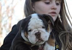 chocolate tri english bulldog