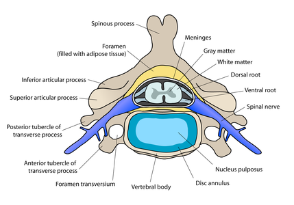 Intervertebral disc