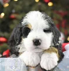 Traditional-Tri-color-Bernedoodle