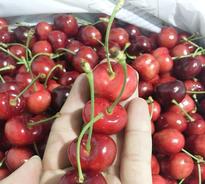 Bán cherry Mỹ tại Hà Nội