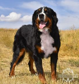 Rose Bernese Mountain Dog