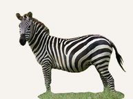 Hunting Zebra Tanzania