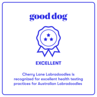 Good Dog website