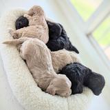 Olga's ShichonPoo Puppies 3M 3F