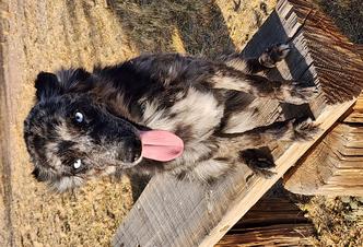 Most beautiful dog breeds